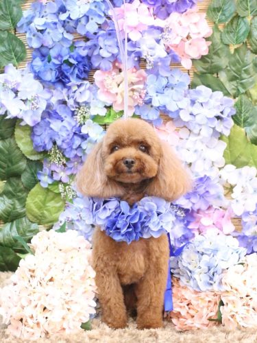 20250601ルアナちゃん